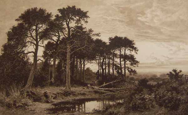 A Surrey Pine Wood
